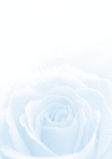 Designpapier-216 DIN-A4 (100 Blatt)  Blaue Rose